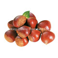 2016 New Crop Fresh Chestnut